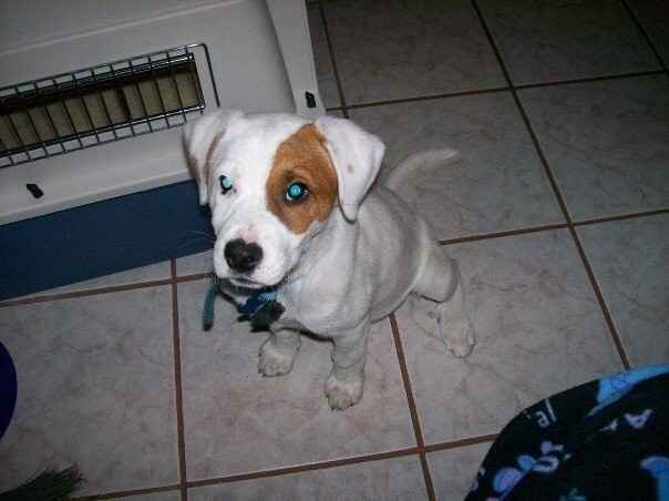 your fur babies baby pics- share'em if you got'em