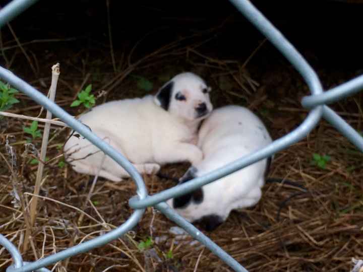 your fur babies baby pics- share'em if you got'em