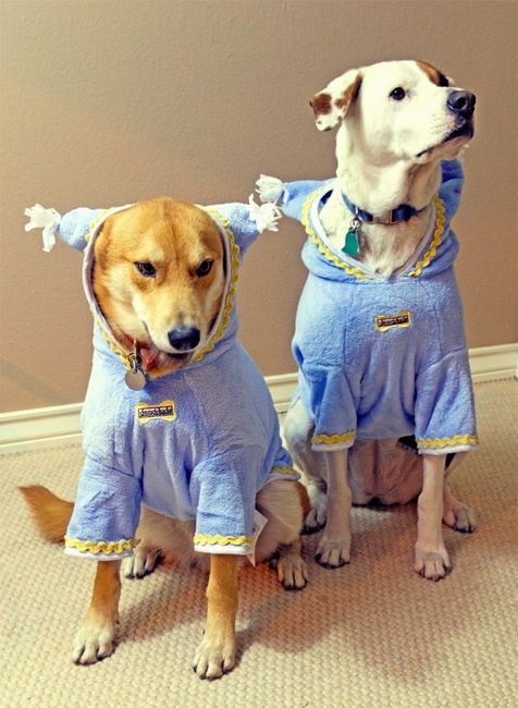 It's National Dog Day!