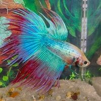 Overdone beach details?