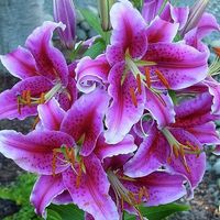 Purple/Blue Bouquet Advice