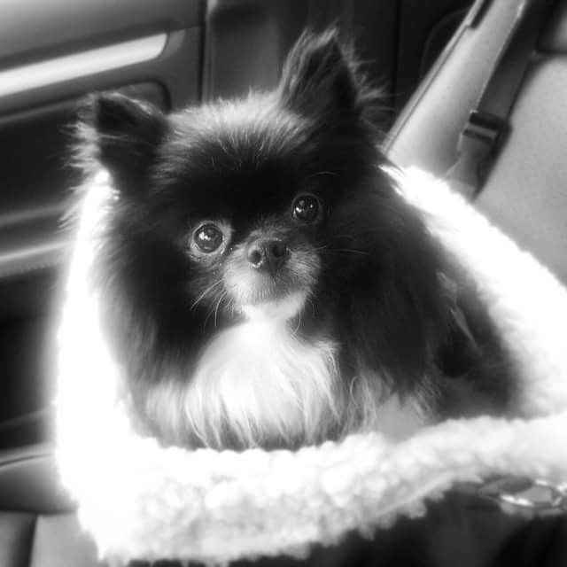 Wedding Planning Thus Far - SYTTD, E-pics, BMs, DIYs & more! (Pic Heavy)