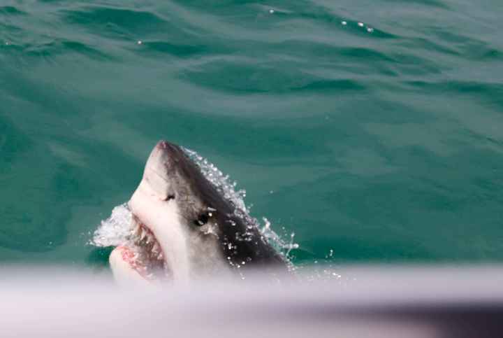 NWR: Favorite Vaca Photos w/ your S/O!