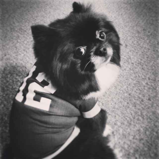 Got a new puppy, lets see a pic of your pets