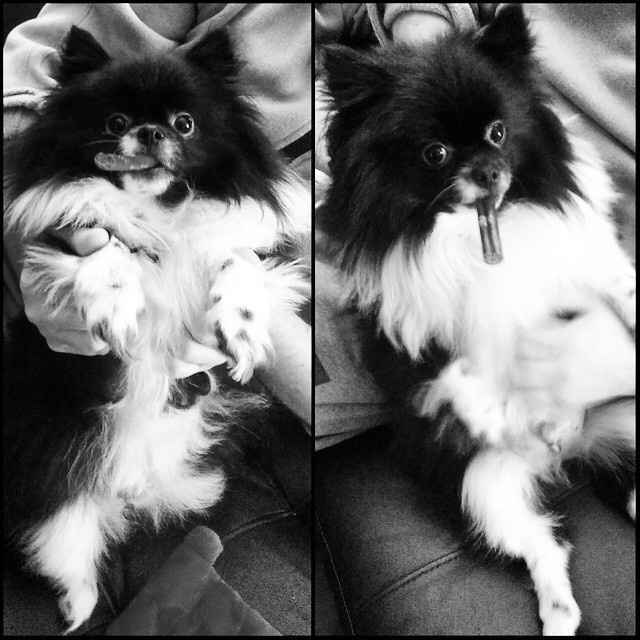 NWR: I need funny dog stories