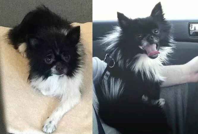 Spinoff: Show us your rescues!