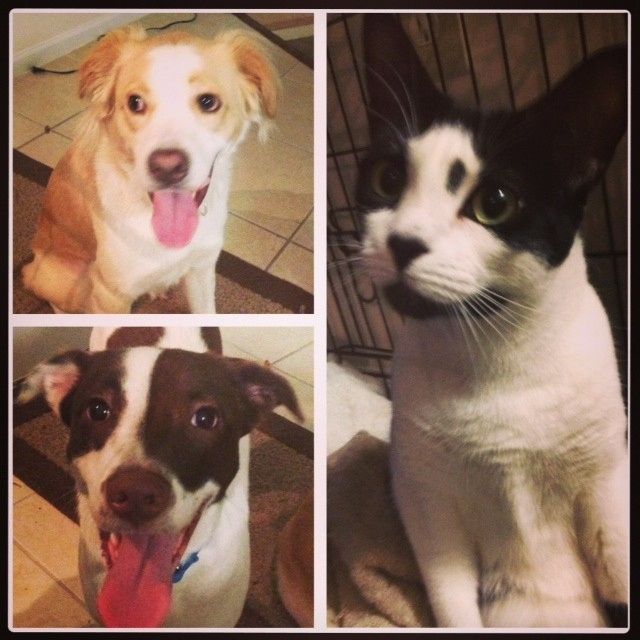 Show me your puppies!
