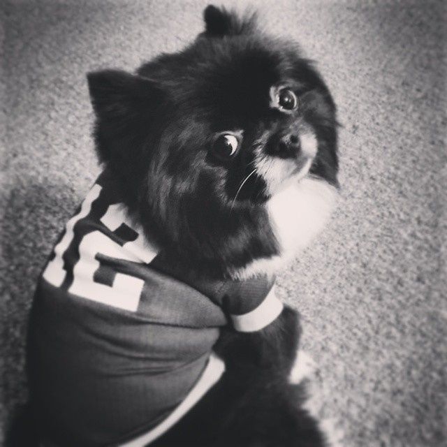 Got a new puppy, lets see a pic of your pets
