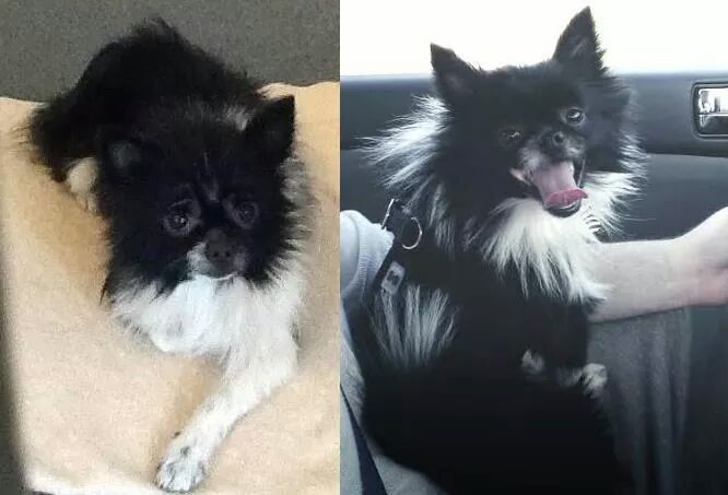 Spinoff: Show us your rescues!