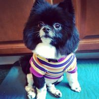 Spinoff: Show us your rescues!