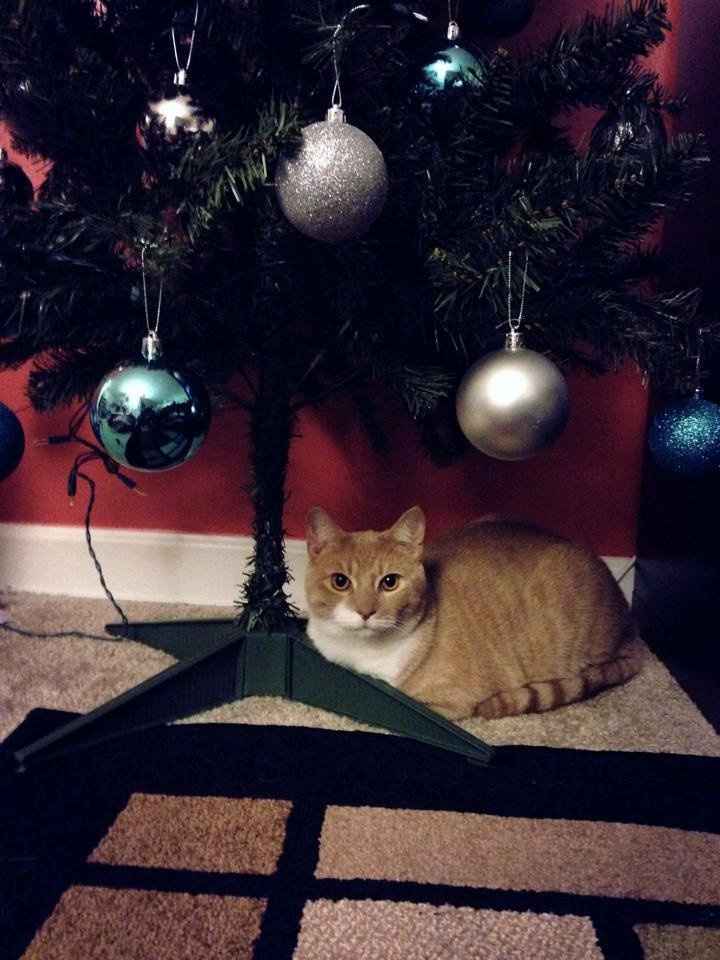 Its Friday - time for Furbabies...