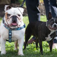 Non Pro BAM - teaser pics