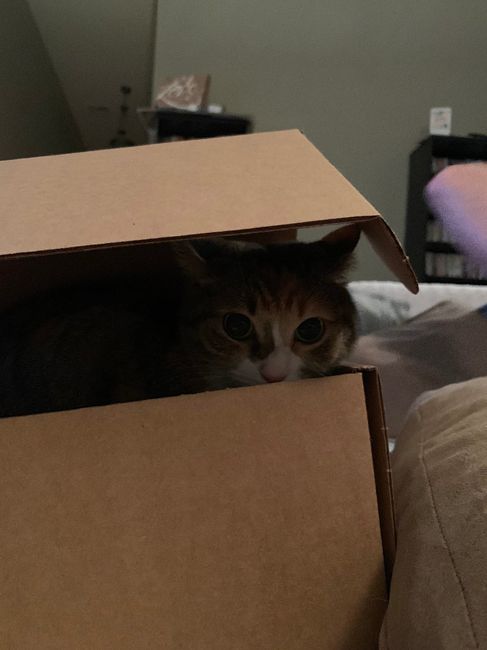 Biscuit Box Inspector