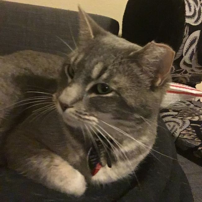 Furbabies?(non wedding post)