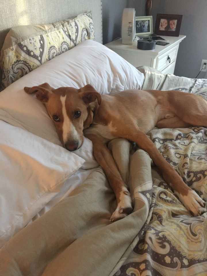 Let me see those fur babies!