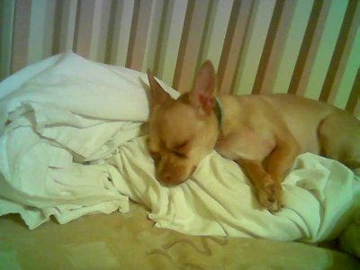 Let's see your pets!