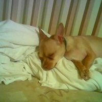 Let's see your pets!