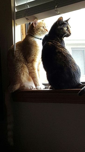 NWR: Just adopted a senior kitty :)