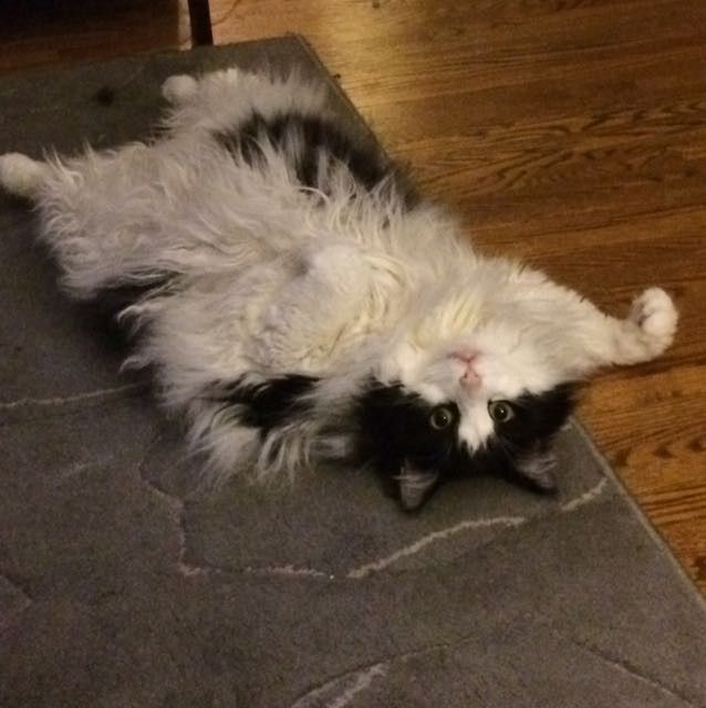 NWR: Tomorrow is National Cat Day!