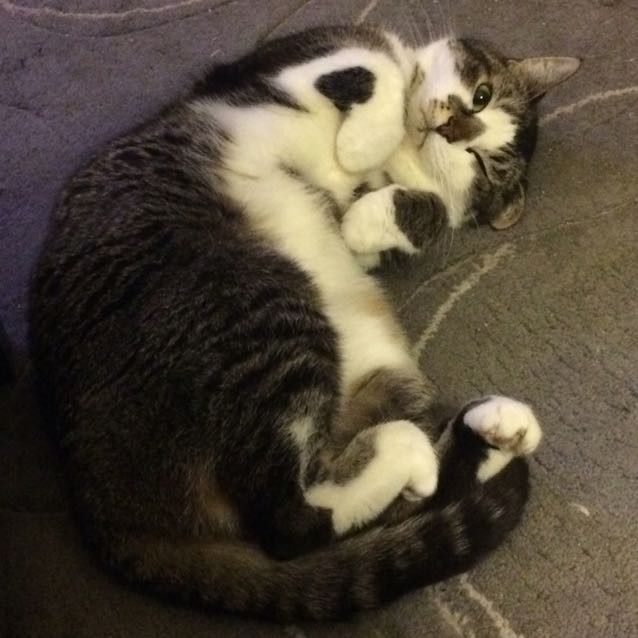 NWR: Tomorrow is National Cat Day!
