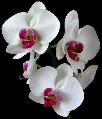 What's your favorite flower?