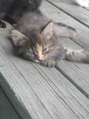 *NWR* Post pics of your furry (or not so furry) kids!