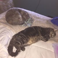 New to the site! -- Updated with kitten picture!