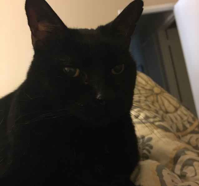 NWR: Show me your fur babies