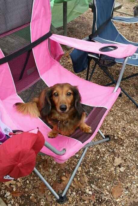 NWR: Dachshunds and other small dog owners