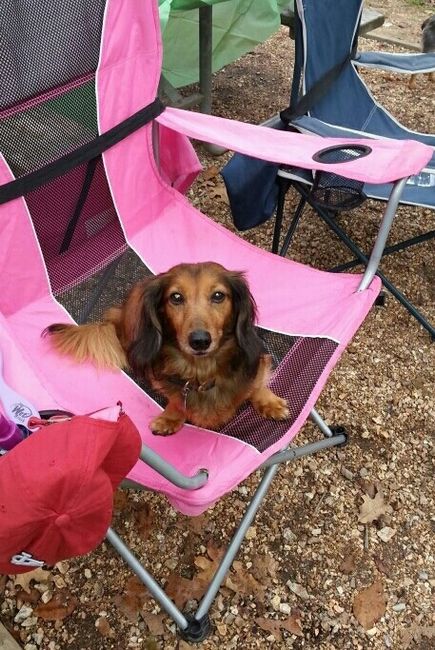 NWR: Dachshunds and other small dog owners
