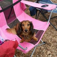 NWR: Dachshunds and other small dog owners