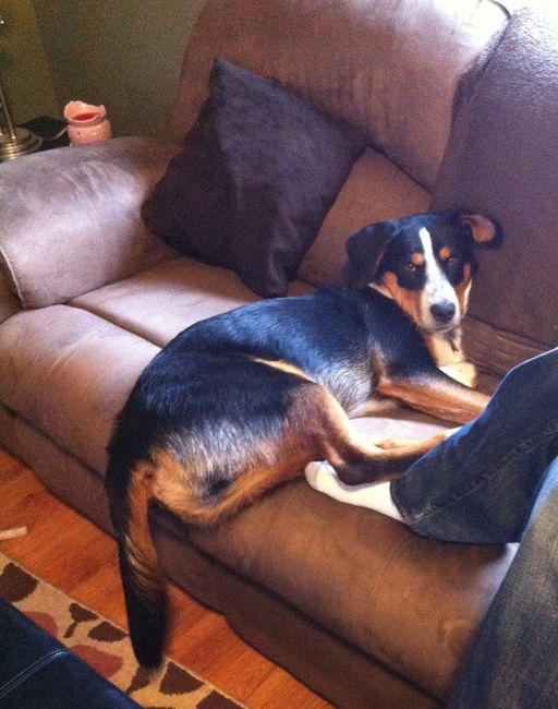 Show me your fur baby! (it has been awhile and I love seeing the pets!)