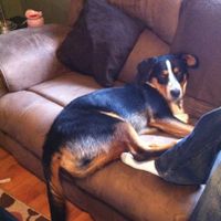 Show me your fur baby! (it has been awhile and I love seeing the pets!)