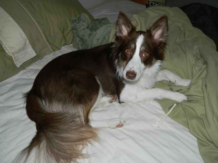 Lets see those puppies that we share with our FHs!