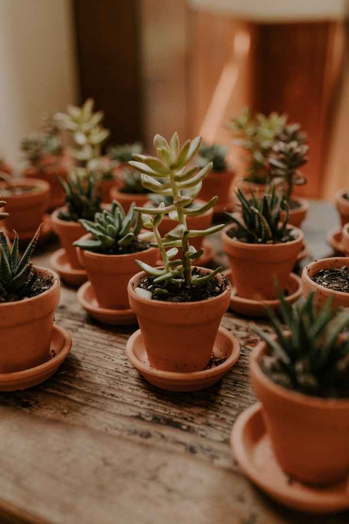 Guest favors were a hit! Who doesn't love a potted succulent?  (Photo by Katie Ruther)
