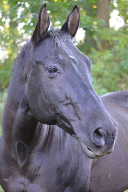 NWR: Pet Post