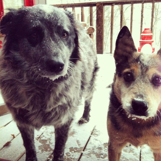 NWR: Pet Post