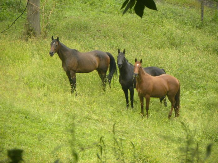 NWR: Pet Post