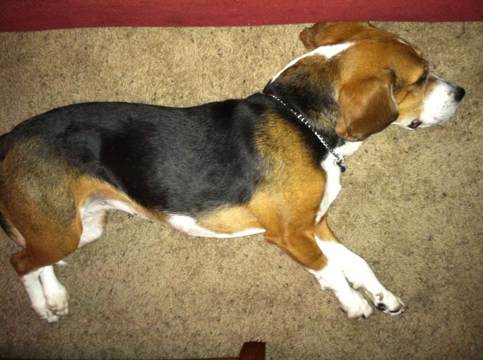 NWR: pets!