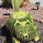 Kactus Kat