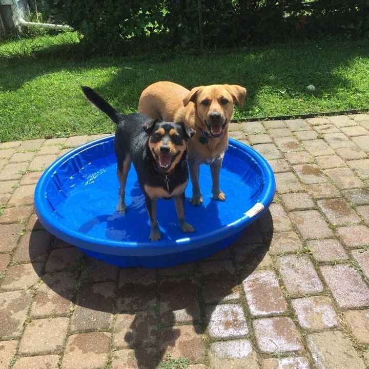 NWR: National Dog Day!