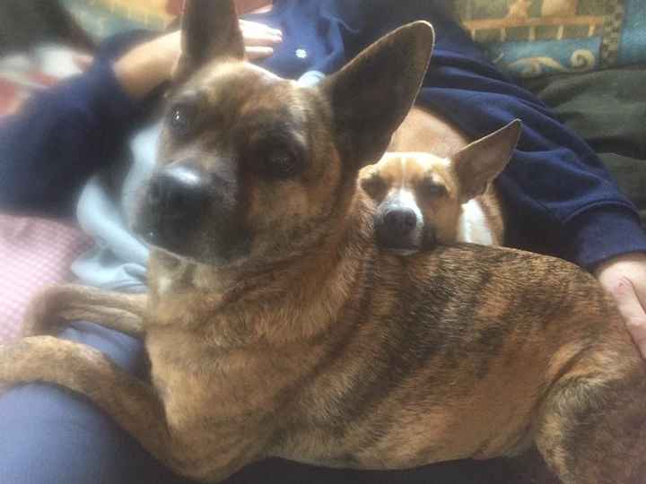 Nwr- show me your fur babies