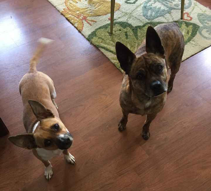 NWR: Our fur baby is going to the big dog park in the sky :(