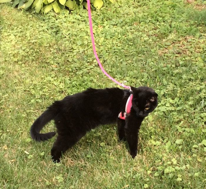 NWR: Our fur baby is going to the big dog park in the sky :(
