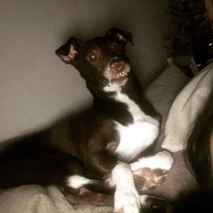 NWR: National Dog Day!