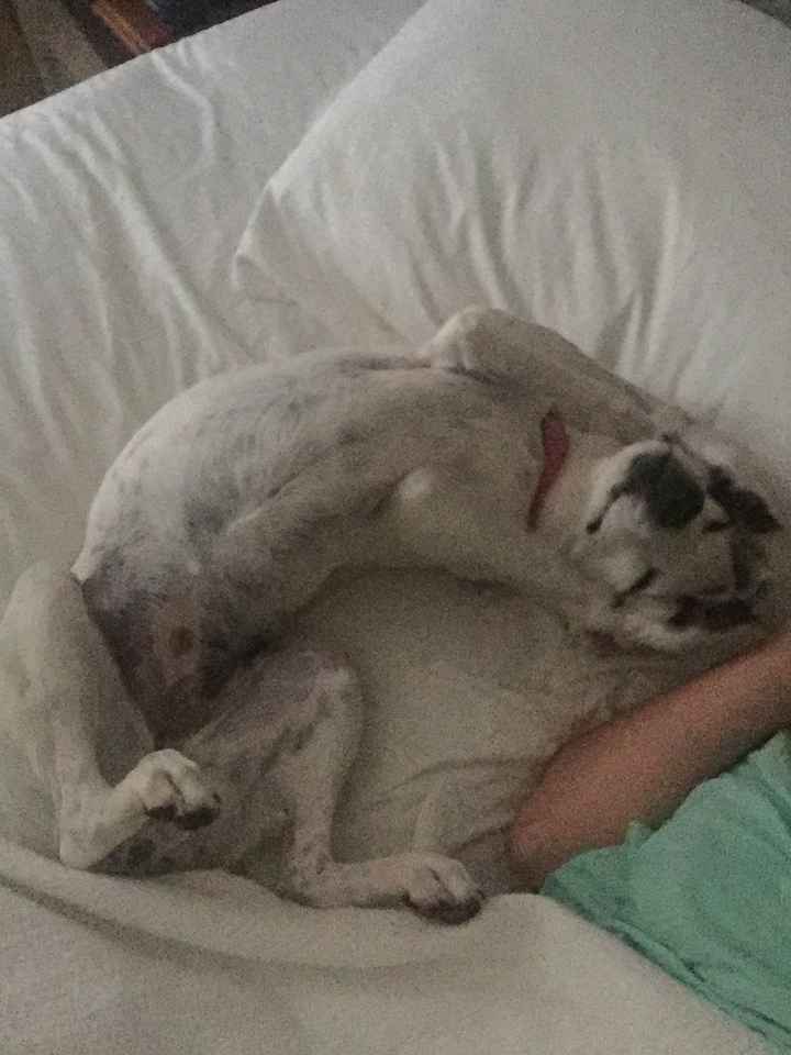 Post honeymoon puppy snuggles..and a couple honeymoon pics!