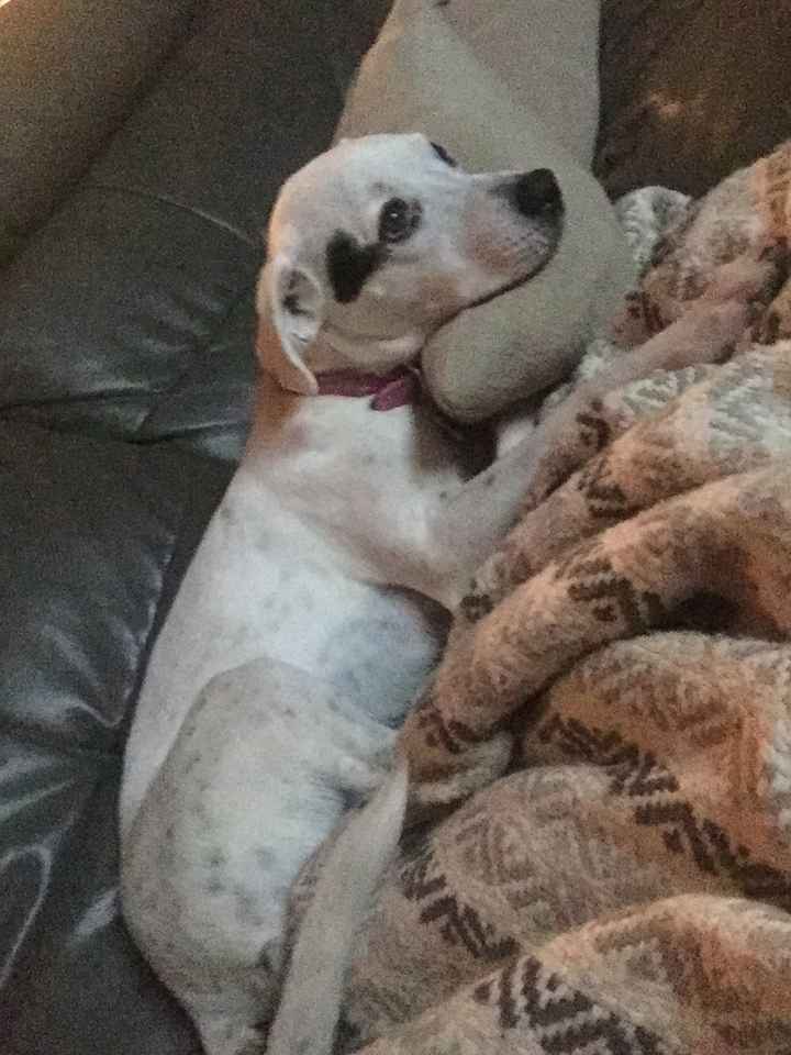 NWR: My pup thinks she's people. She's right. Show me your "people pups!"