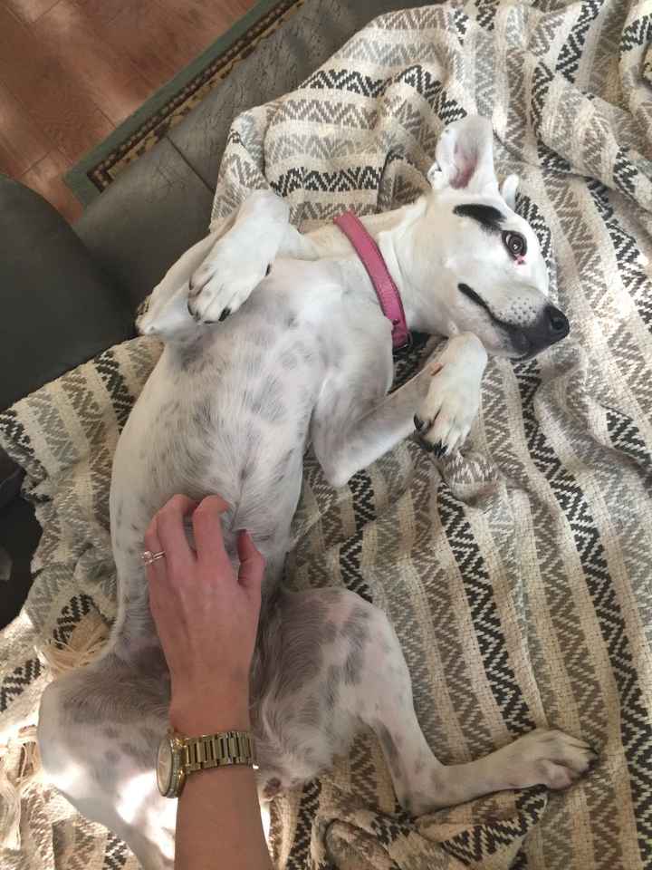 Today is National Pet Day! Let's see those fur babies :)