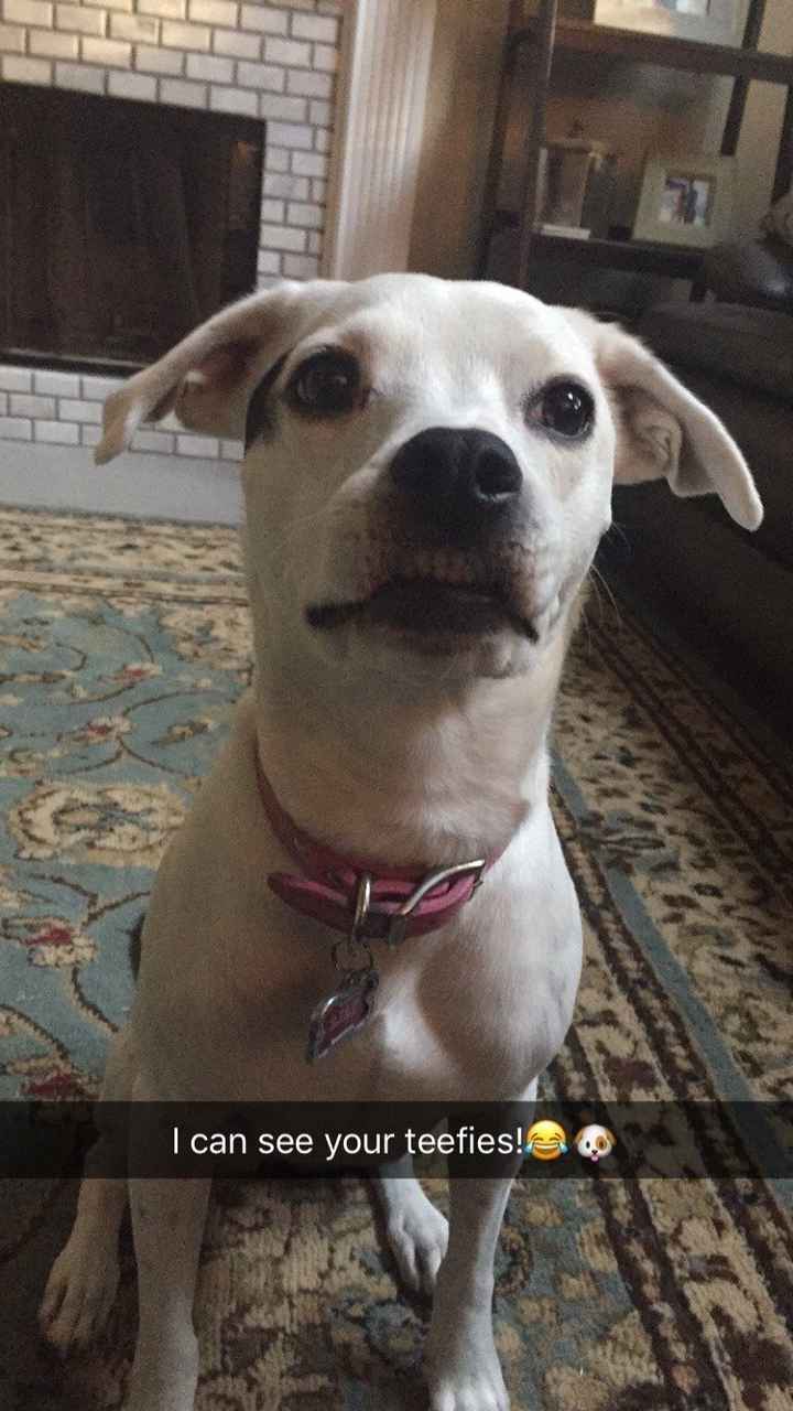 NWR- let's talk dogs!