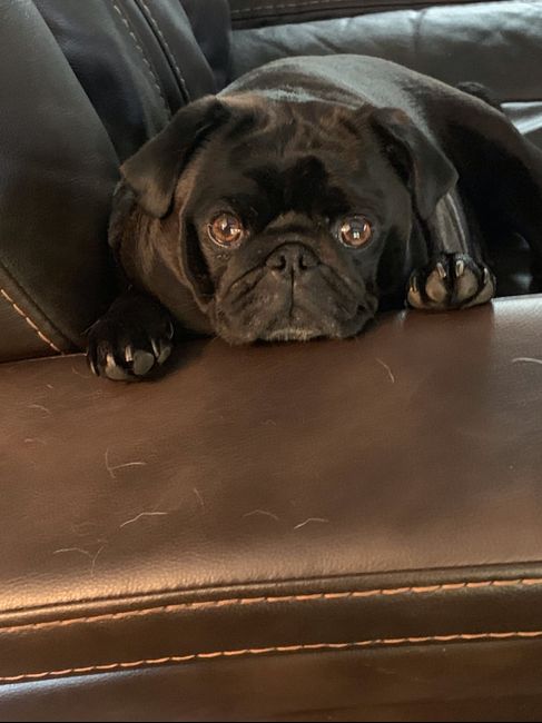 Anyone Having Their Dog At Their Wedding? 4